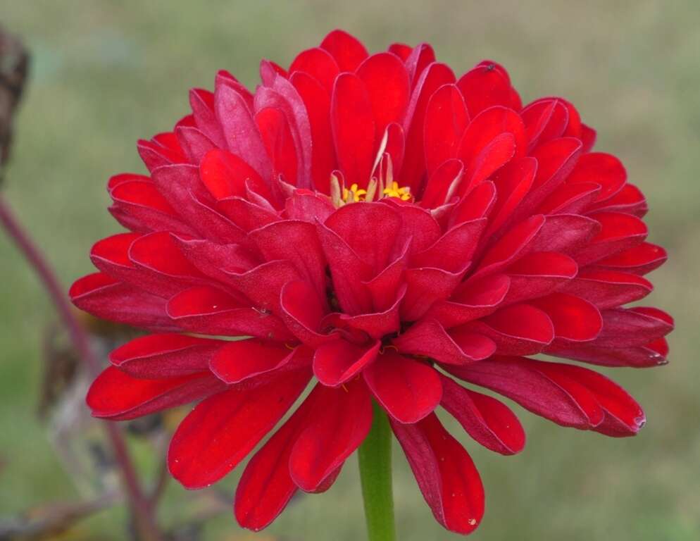 Image of ELEGANT ZINNIA