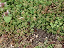 Image of White Stonecrop