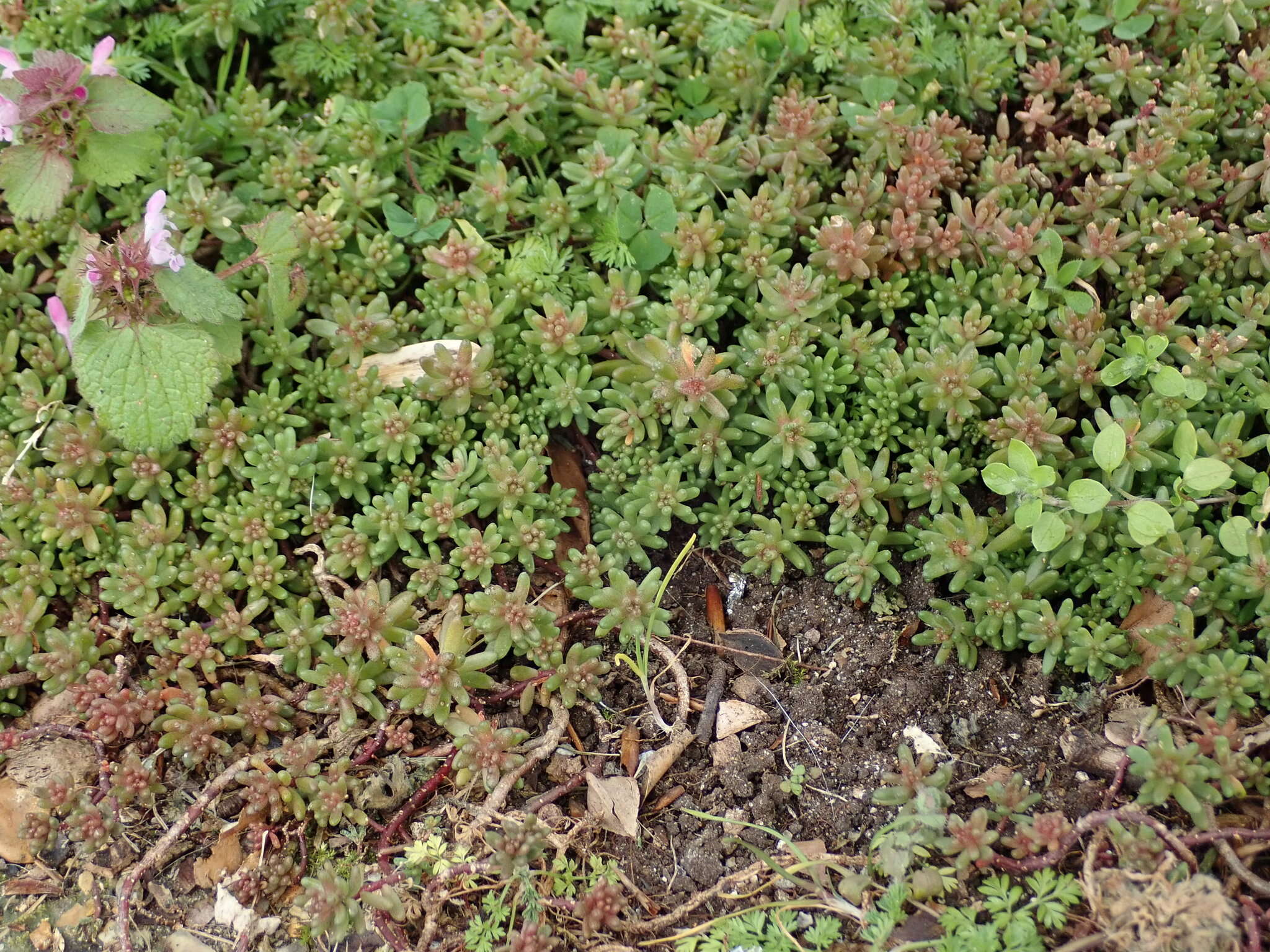 Image of White Stonecrop