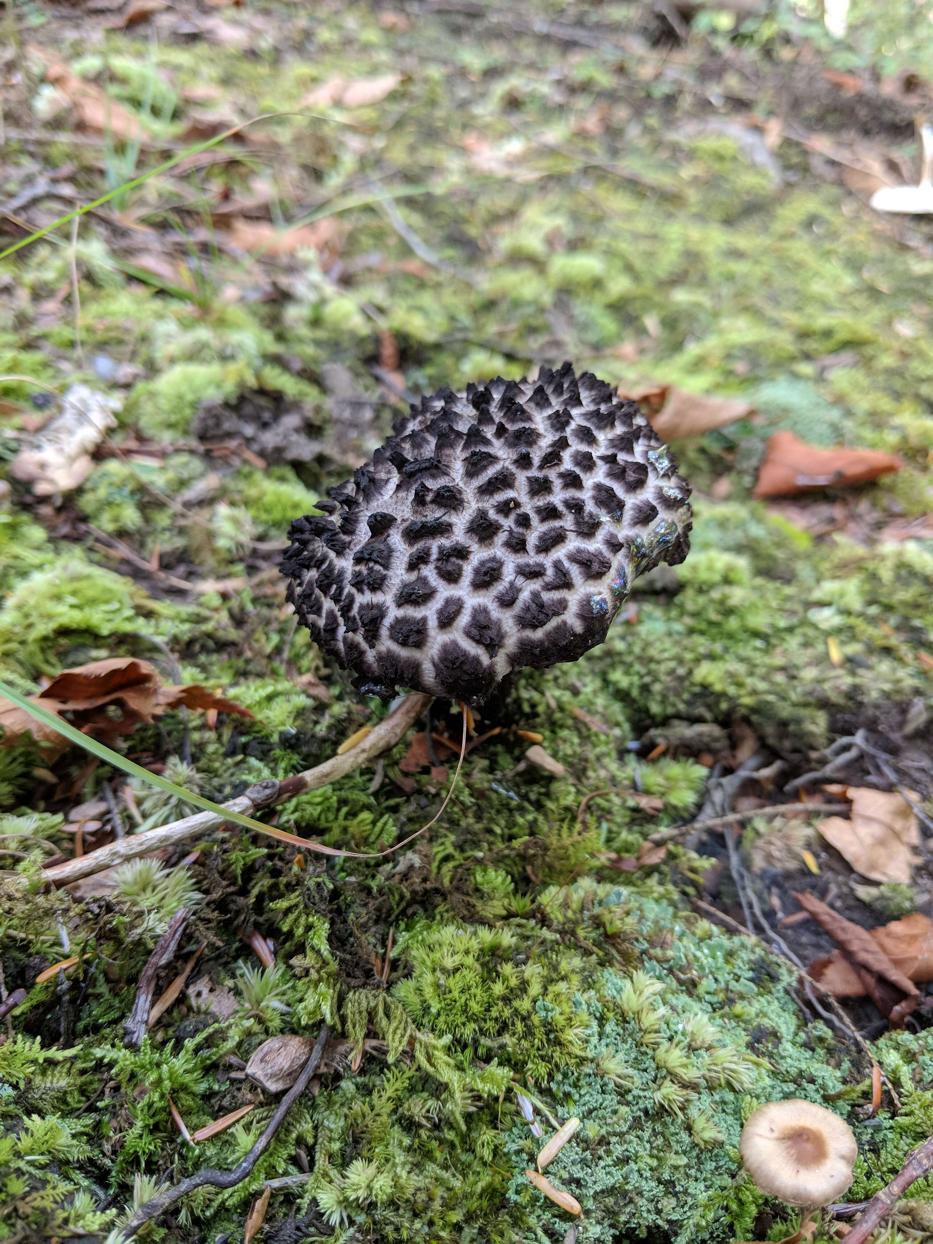 Слика од Strobilomyces strobilaceus (Scop.) Berk. 1851