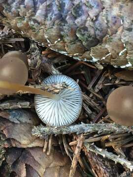 Image of sprucecone cap