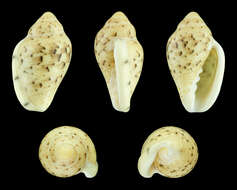 Marginella lutea G. B. Sowerby Iii 1889的圖片