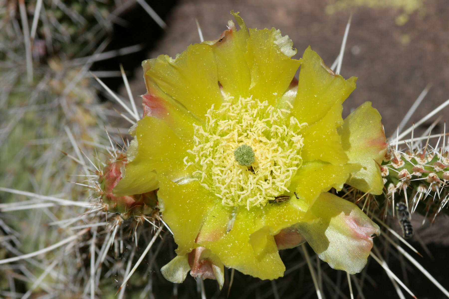 Image of Panhandle Prickly-pear