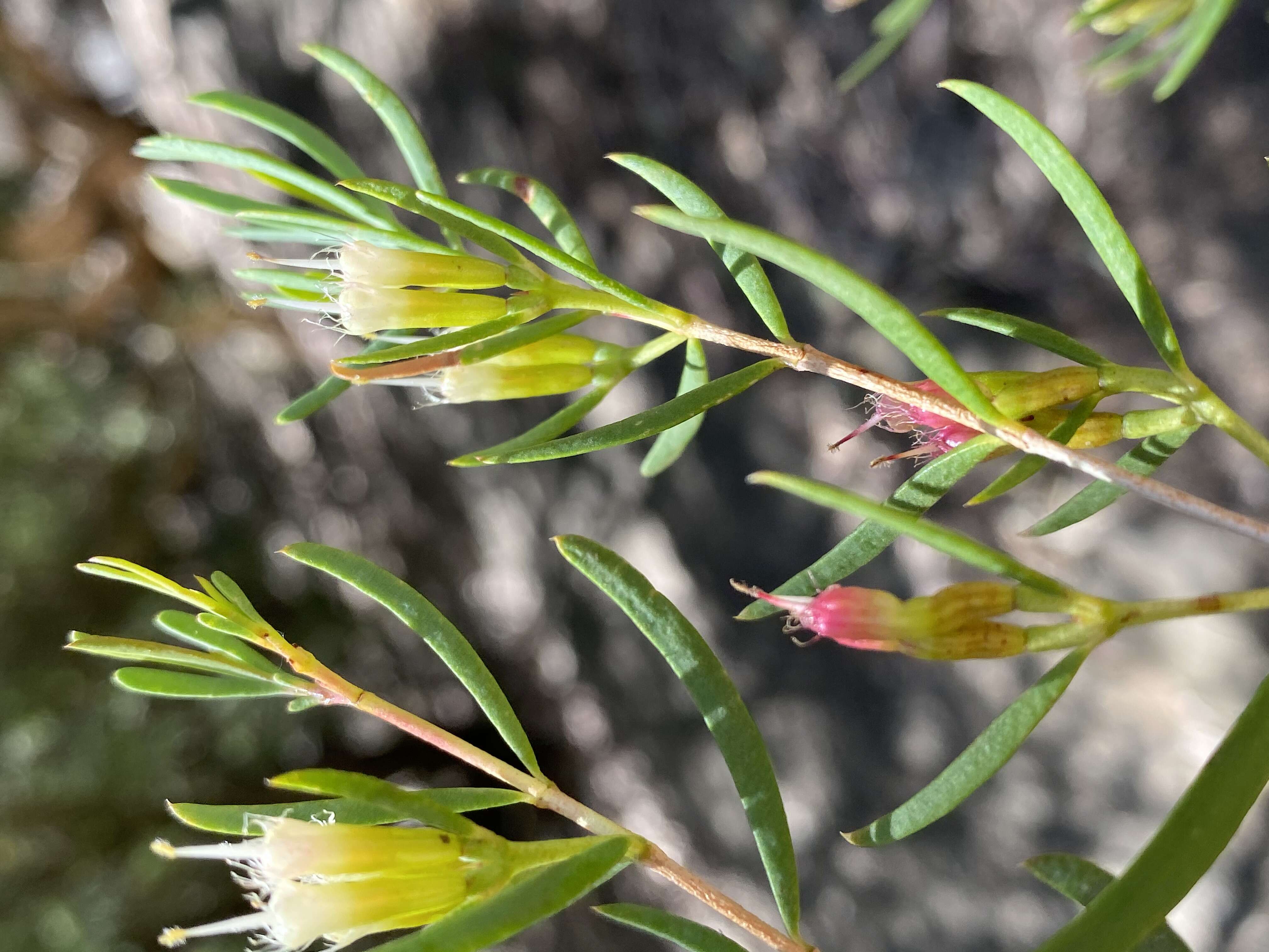 Image of Homoranthus prolixus L. A. Craven & S. R. Jones