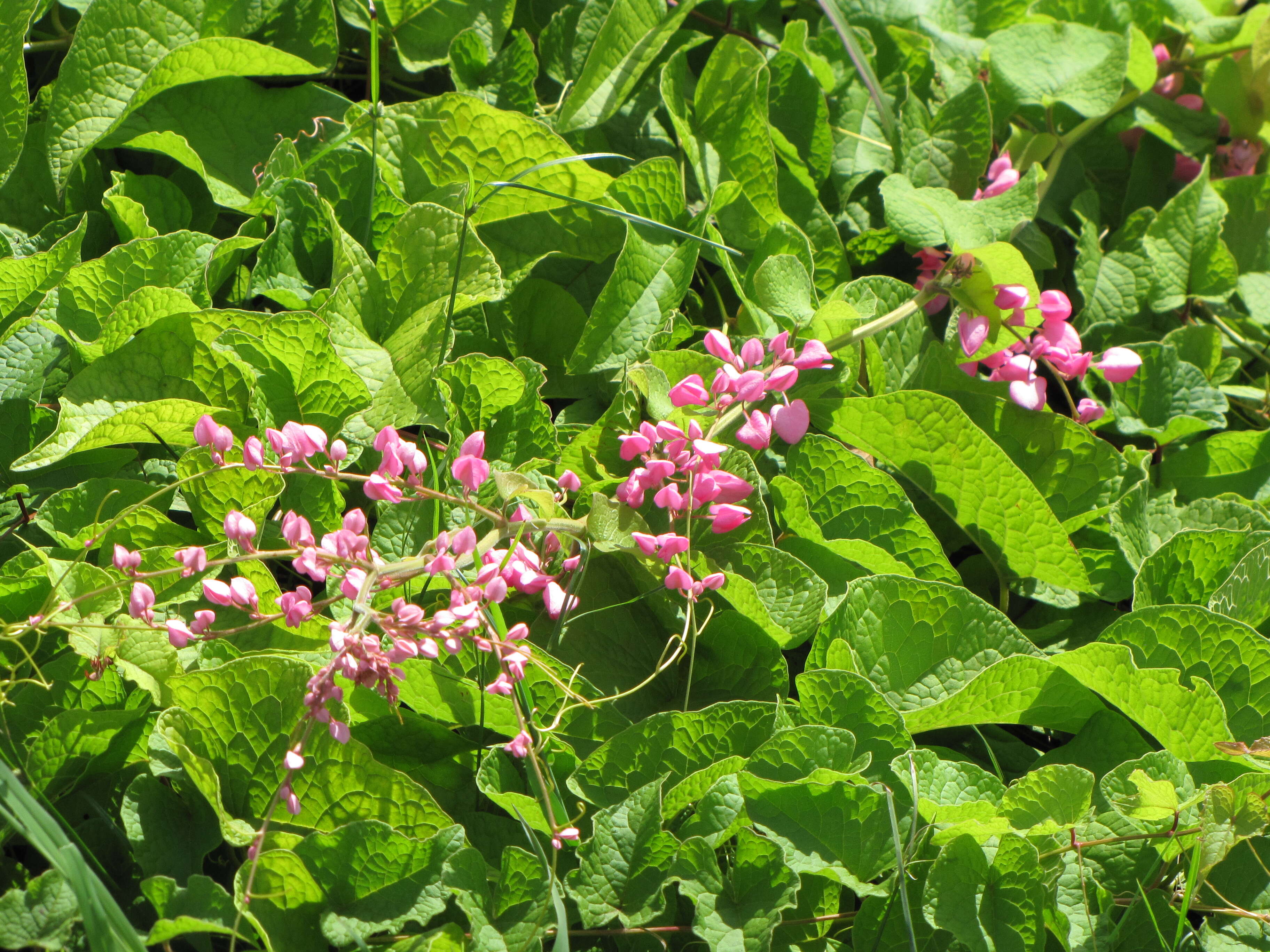 Image of antigonon