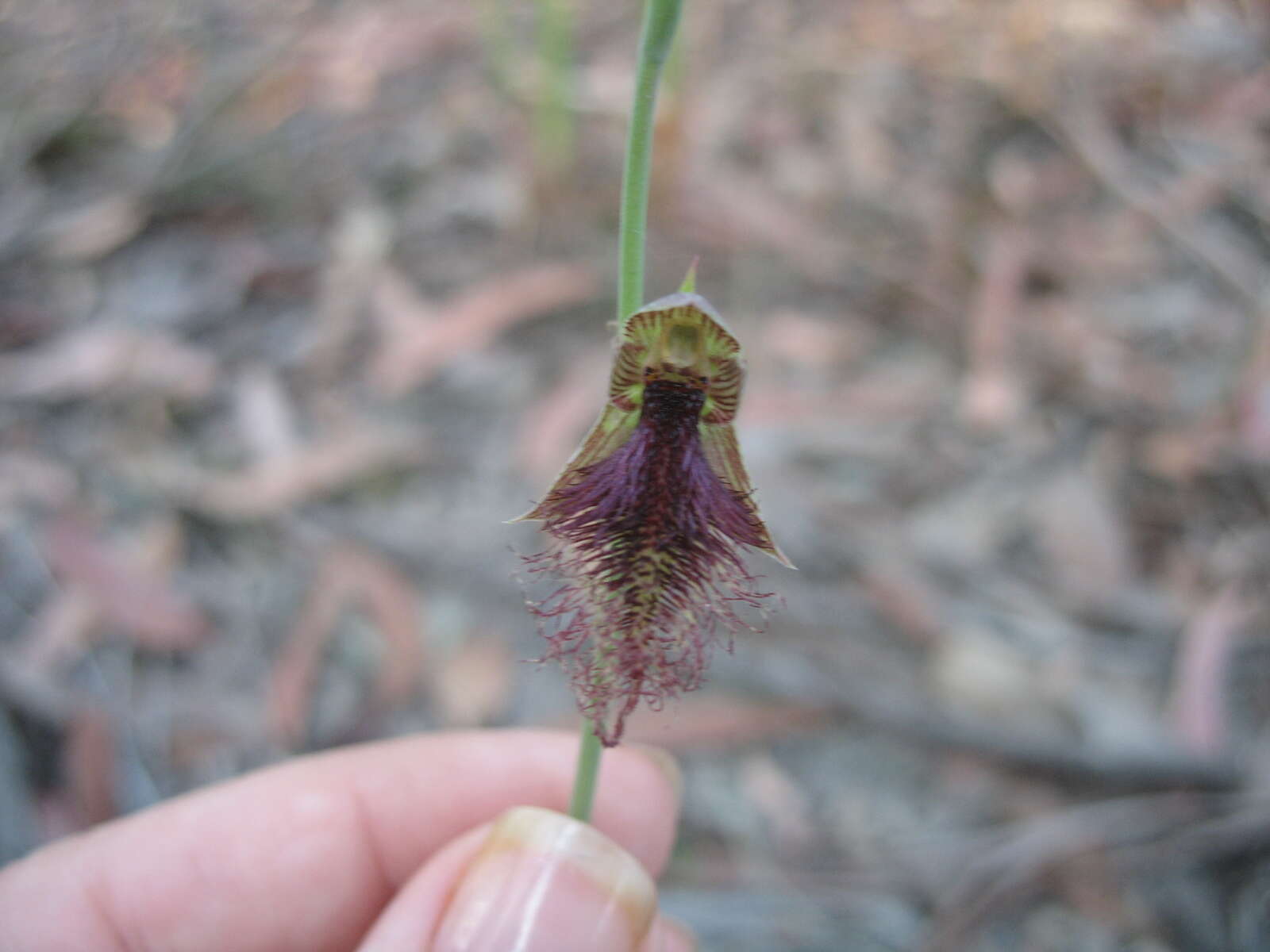 Calochilus robertsonii Benth.的圖片