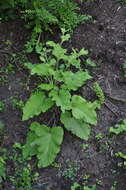 Image of common burdock