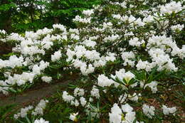 صورة Rhododendron hyperythrum Hayata