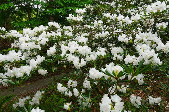 Image of Rhododendron hyperythrum Hayata