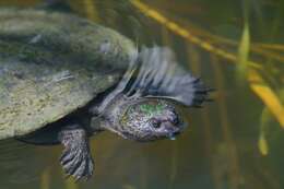 Image of Murray River Turtle