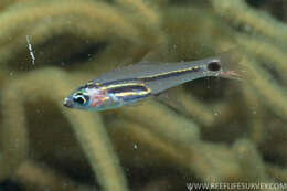 Image of Larval cardinalfish