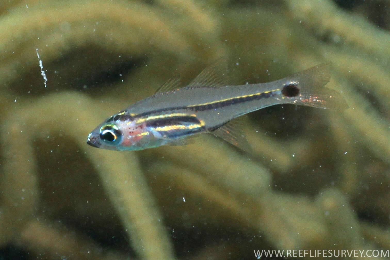 Image of Larval cardinalfish