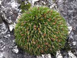 Image of pulvinate dry rock moss