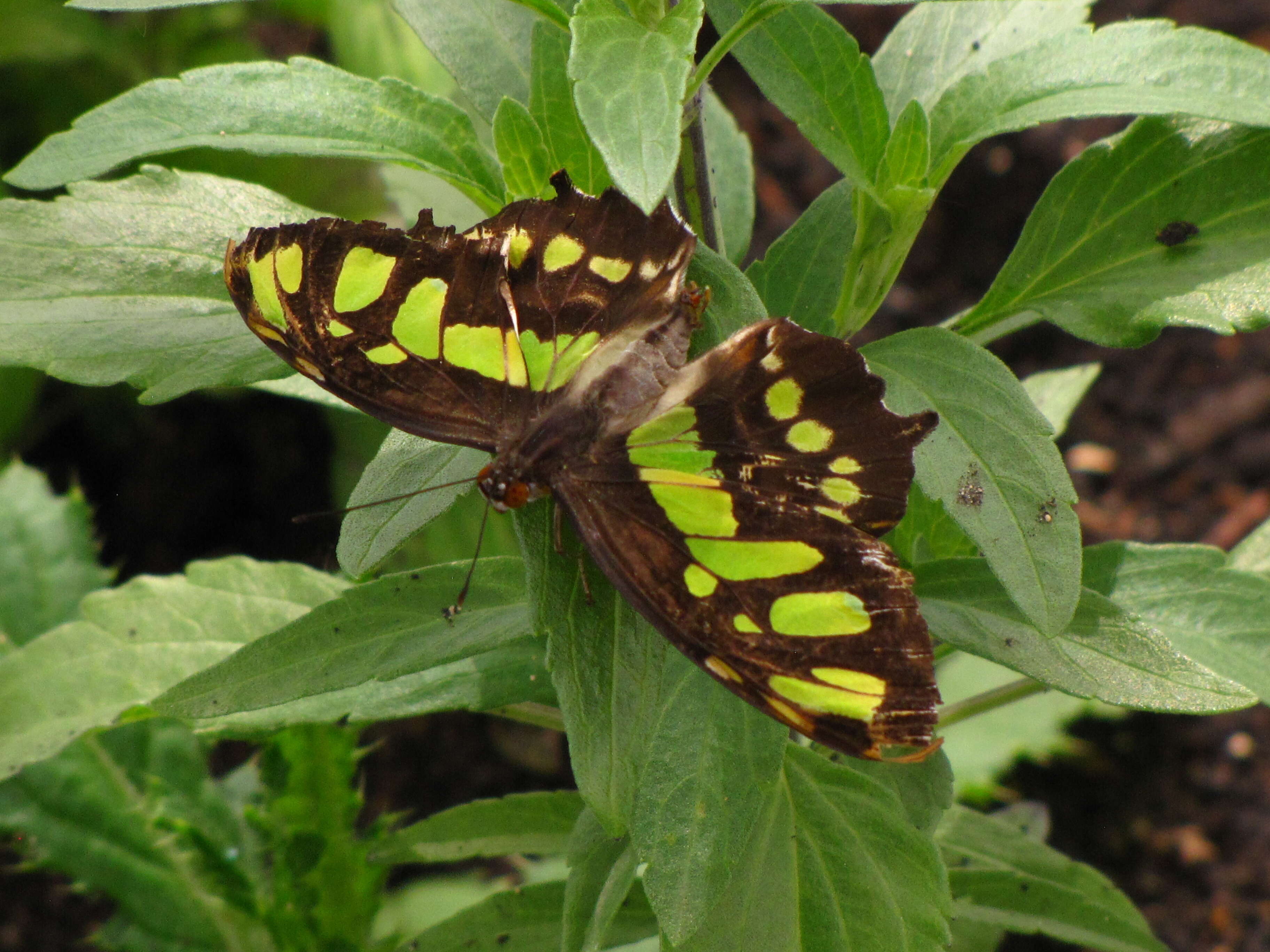 Image de Siproeta stelenes