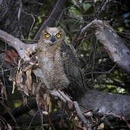 Image of Great Horned Owl