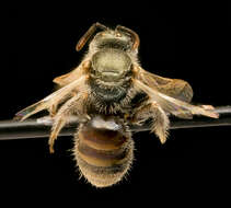 Image of sweat bees