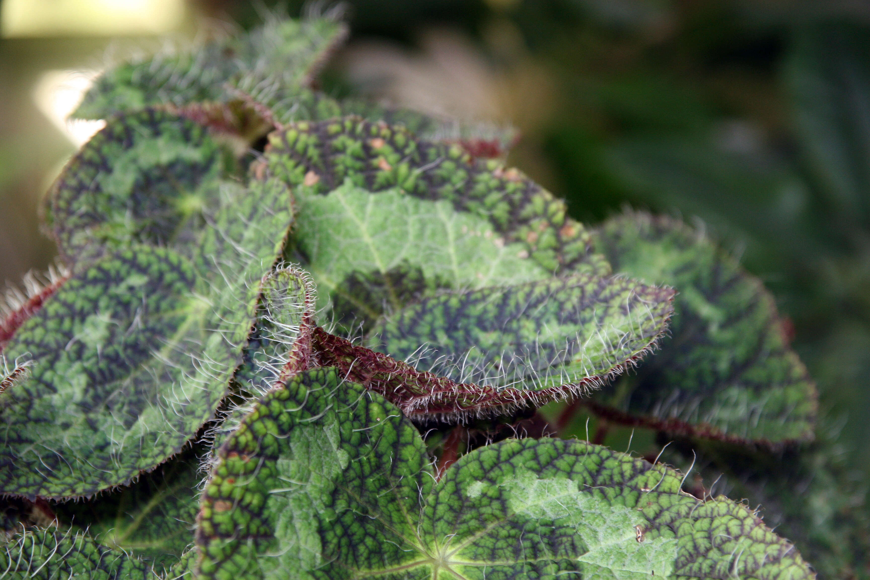 Image of Begonia sizemoreae Kiew