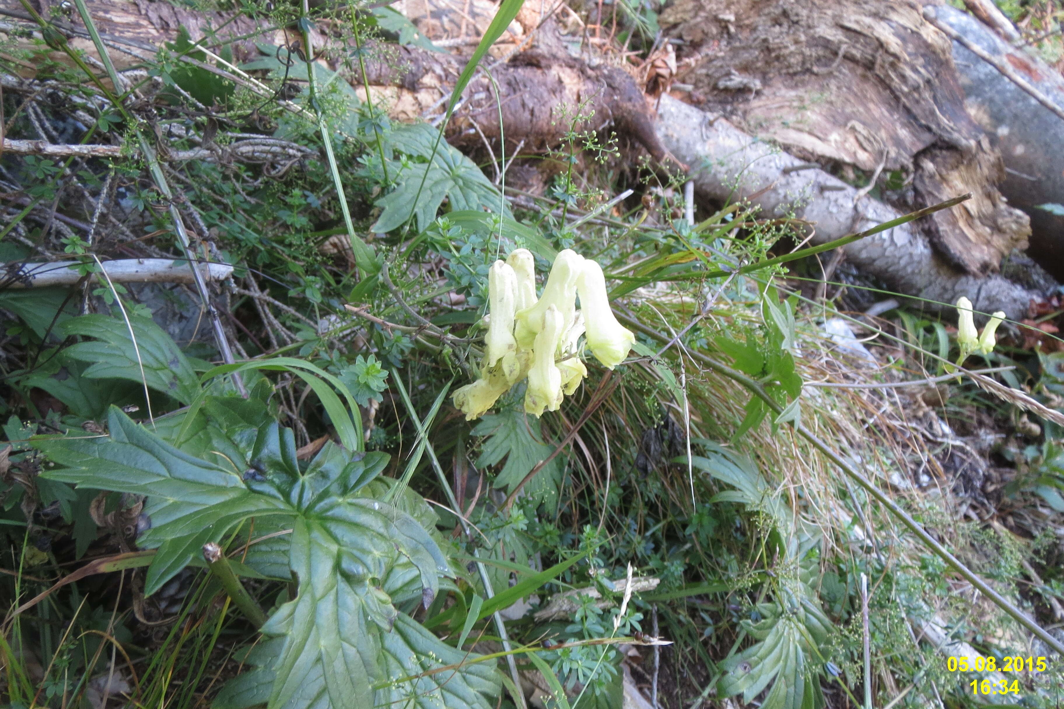 Imagem de Aconitum lycoctonum L.