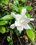 Image of Cape jasmine