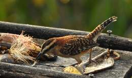 Image of Rufous-backed Wren