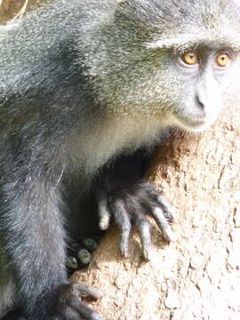 Image of blue monkey