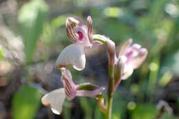 Image of Anacamptis morio subsp. syriaca (E. G. Camus) H. Kretzschmar, Eccarius & H. Dietr.