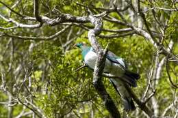 Image of Kererū