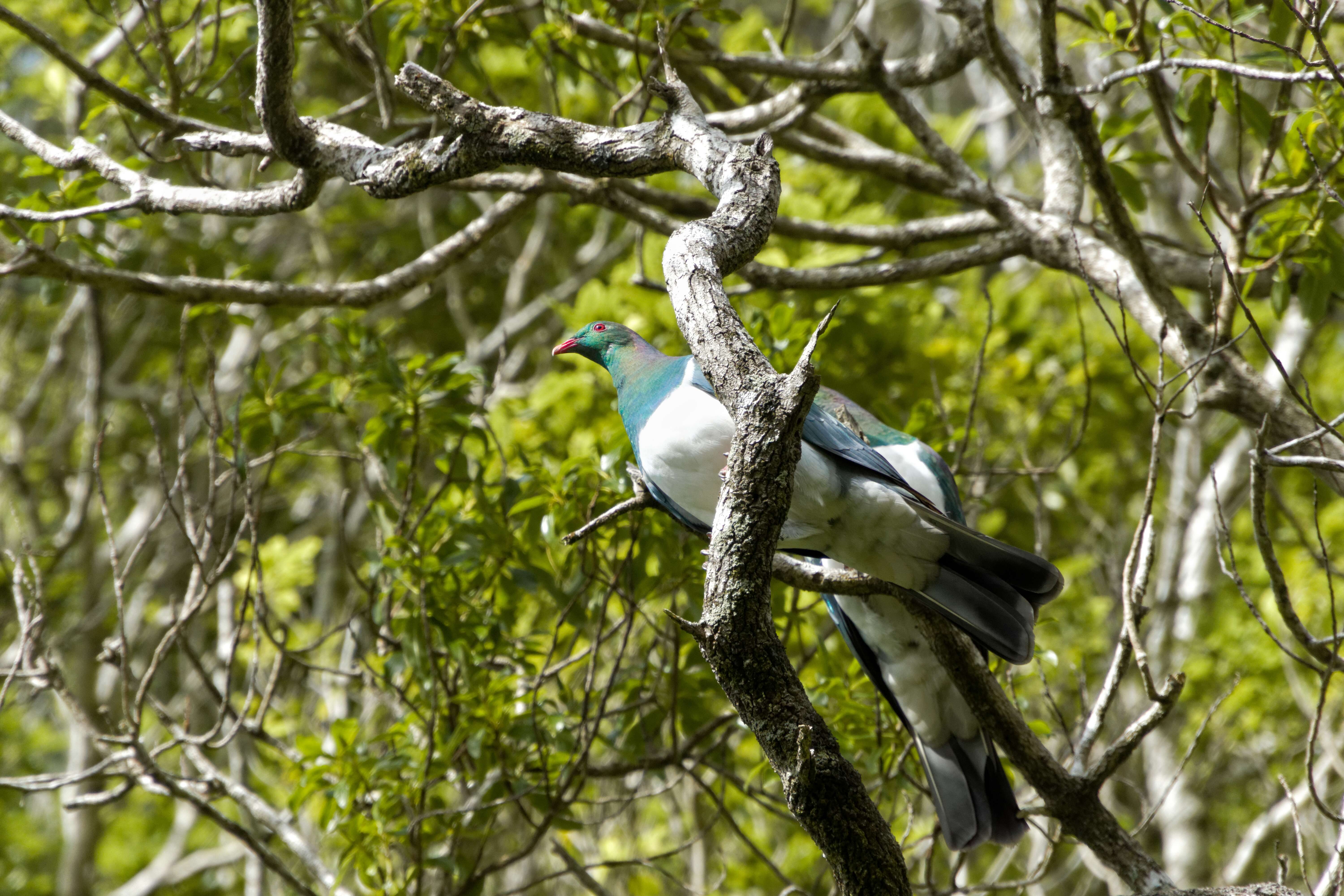 Image of Kererū