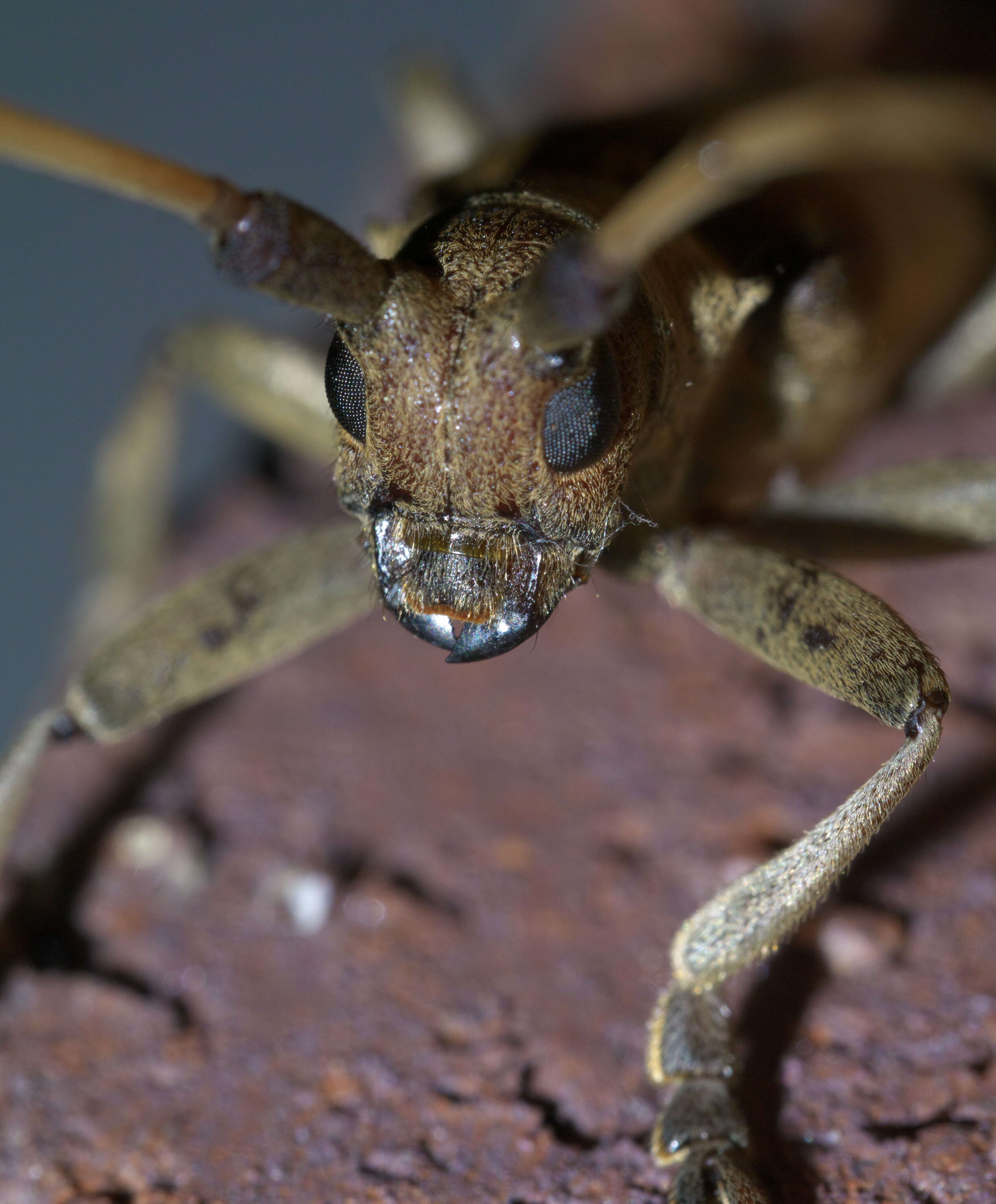 Image of Living-hickory Borer