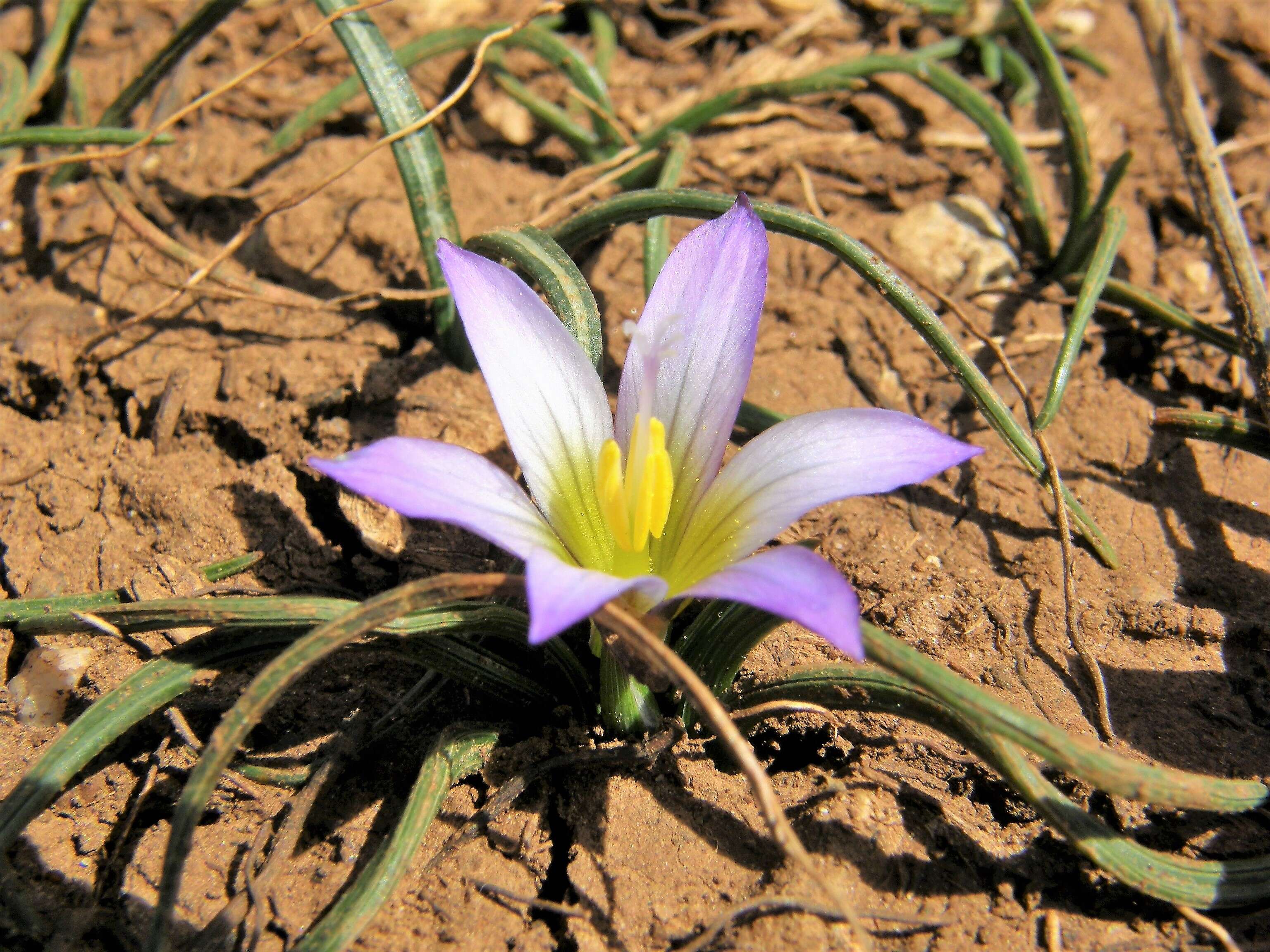 Image of crocus-leaved ROMULEA