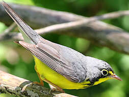 Слика од Cardellina canadensis (Linnaeus 1766)