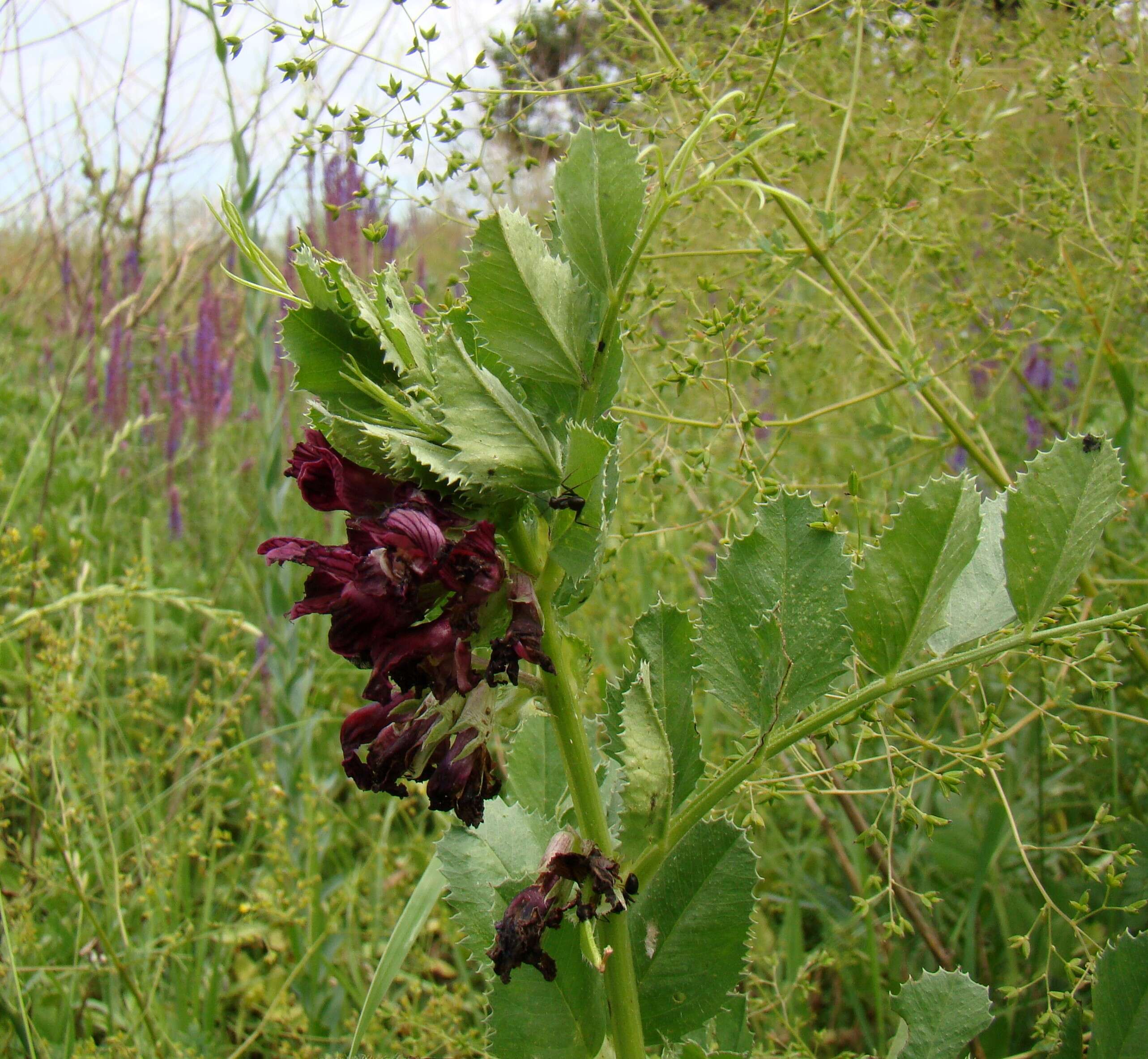 Image of purple broad vetch