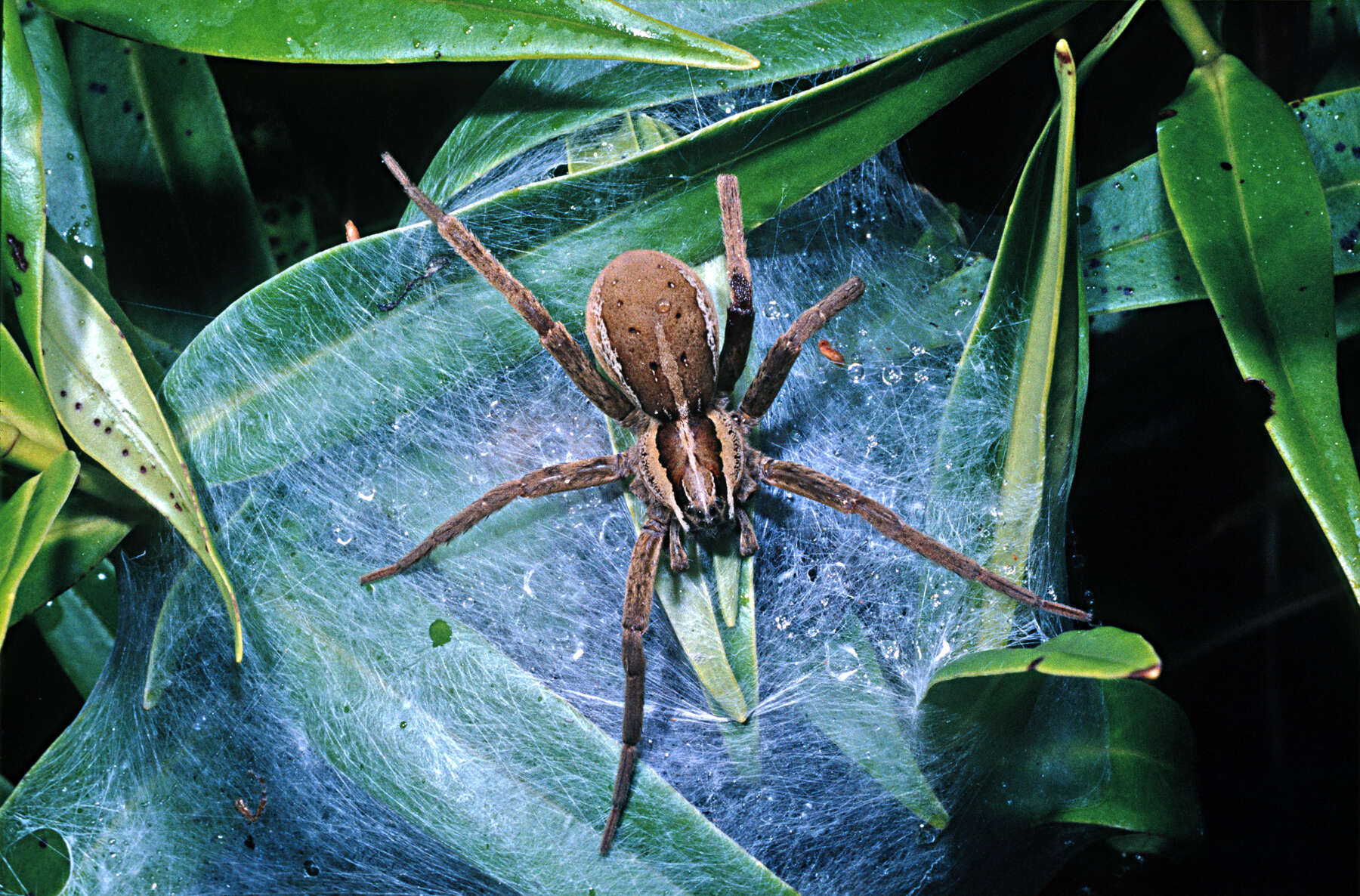 Image of Dolomedes minor L. Koch 1876