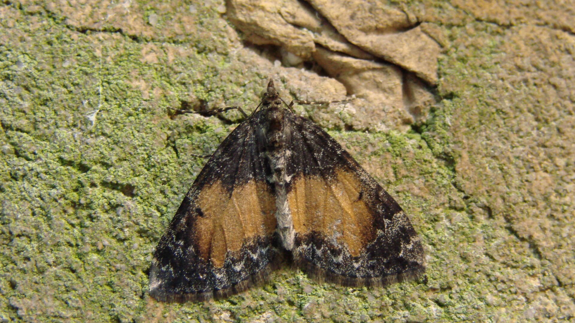 Image of common marbled carpet