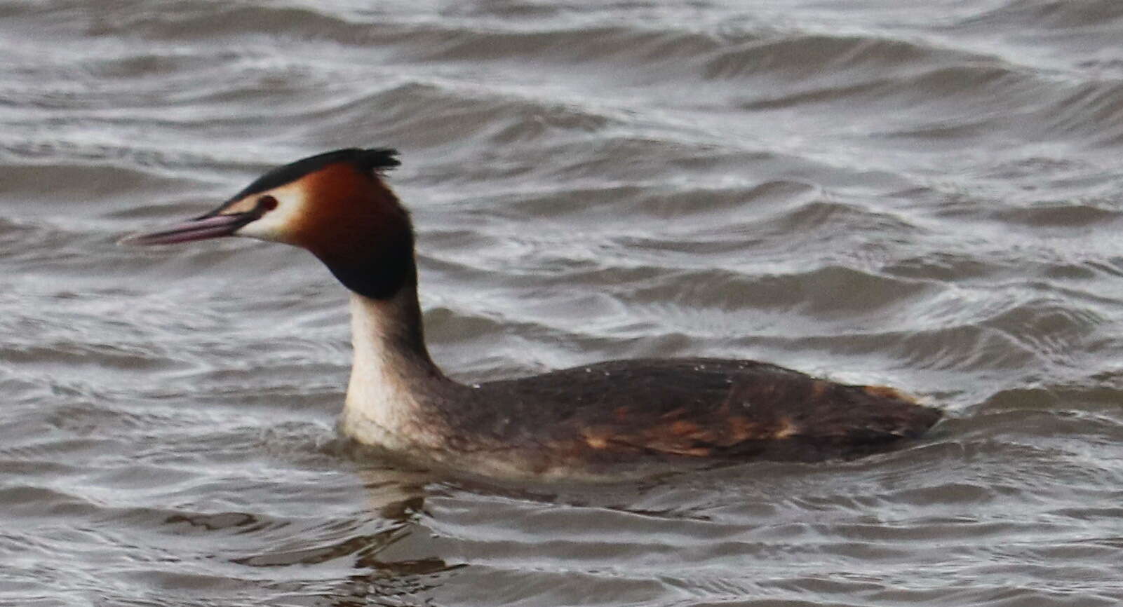 Image of Podiceps Latham 1787