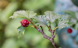 Image of Mountain Currant