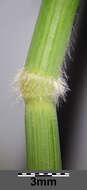 Image of Creeping Soft Grass