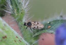 Image of Lace bug