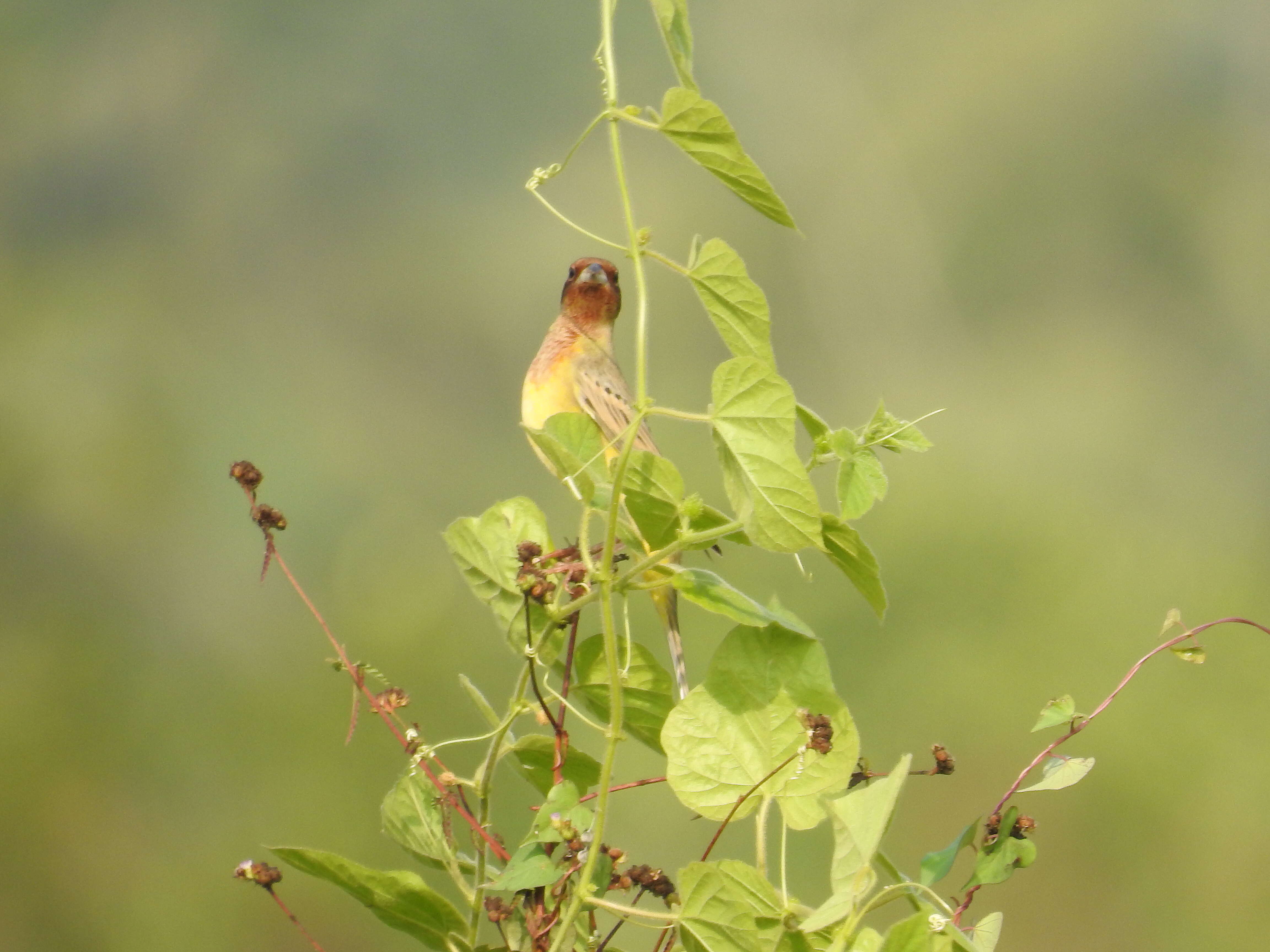 Image of Brown-headed Bunting