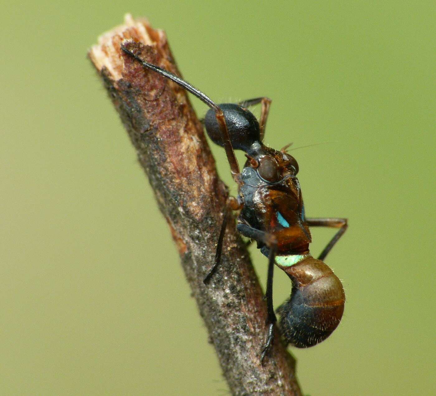 Image of Formiscurra indicus Gnezdilov & Viraktamath 2011