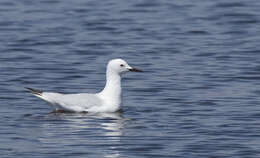 Image of Slender-billed Gull