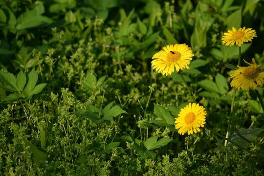 Imagem de Doronicum orientale Hoffm.