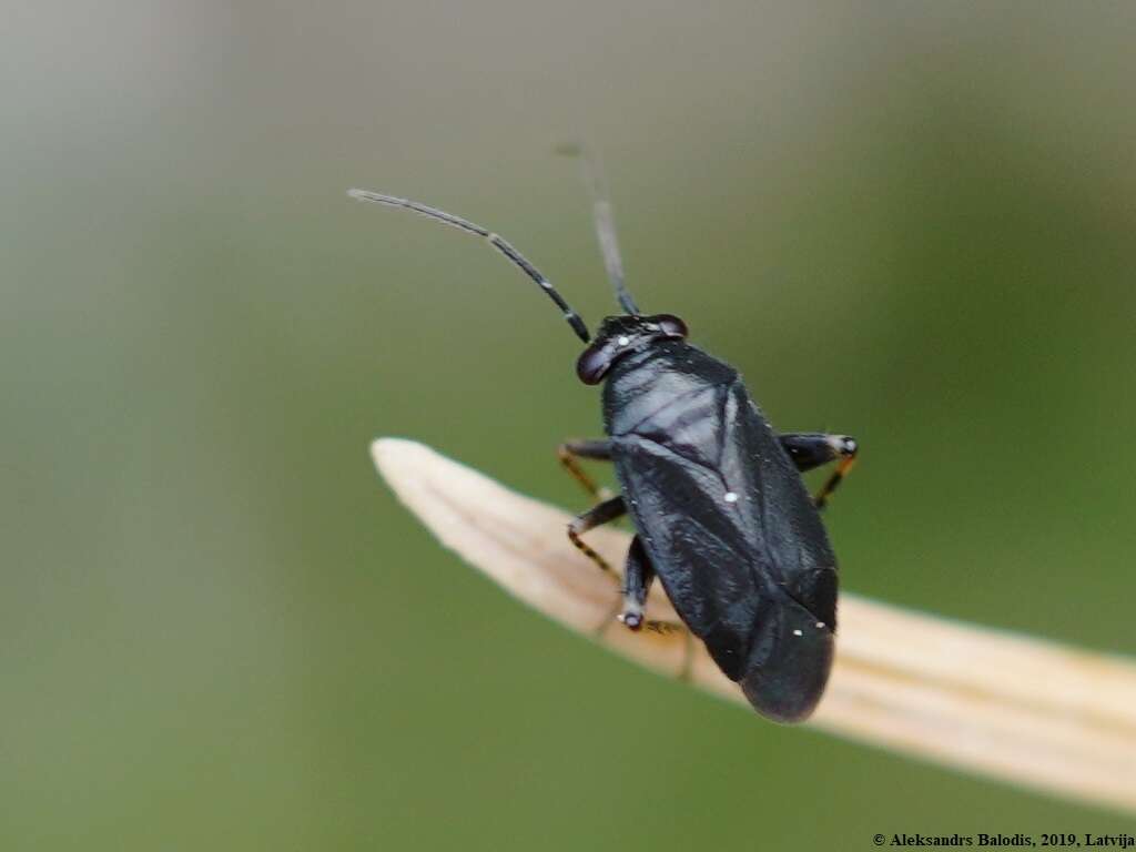 Image of Chlamydatus pullus (Reuter 1870)