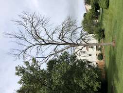 Image of Emerald ash borer