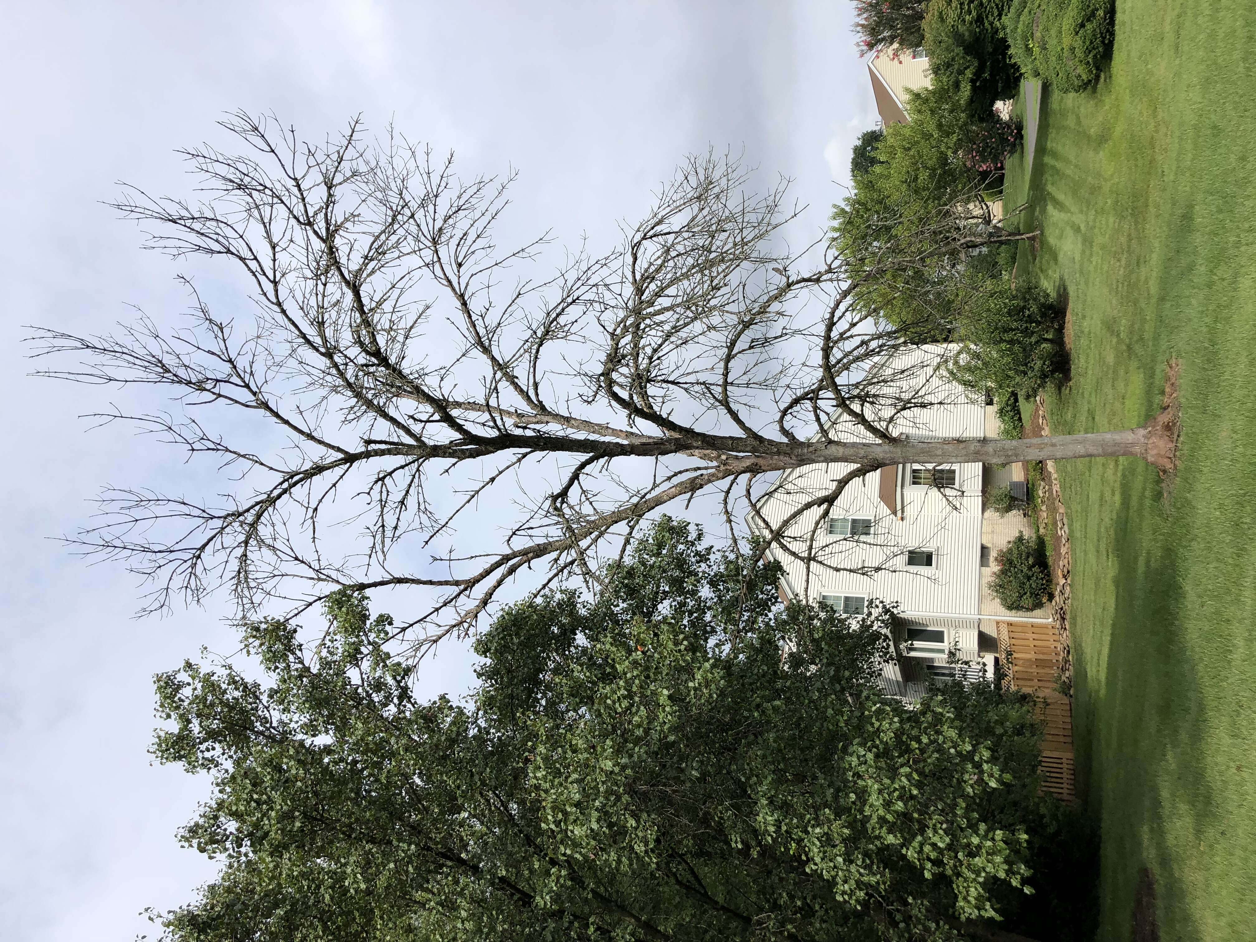 Image of Emerald ash borer