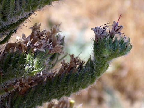 Echium boissieri Steudel的圖片