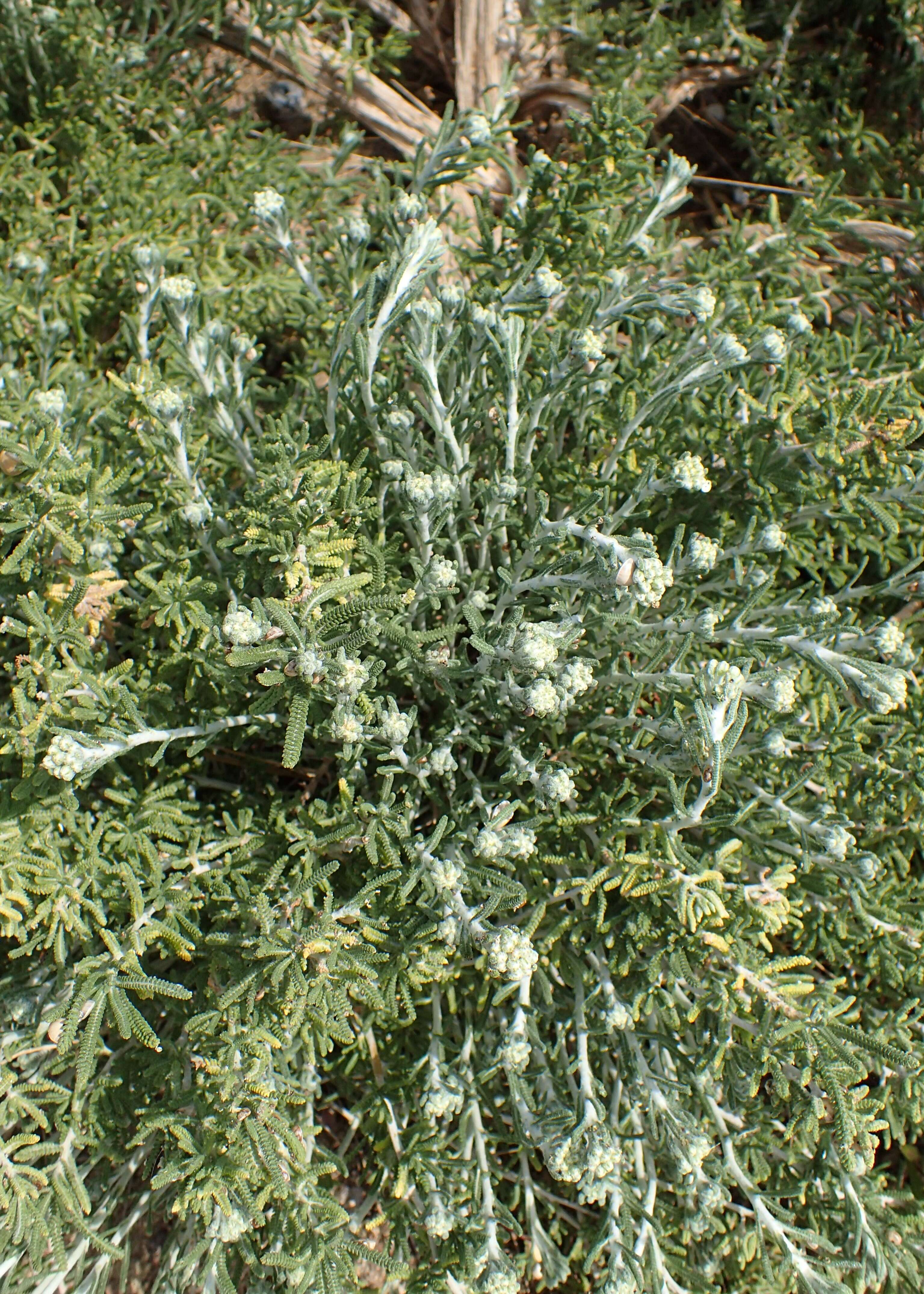 Achillea cretica L.的圖片