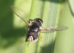 Image of Paragus quadrifasciatus Meigen 1822