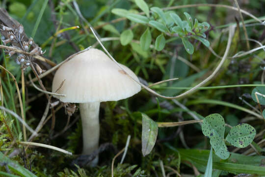 Image of Snowy Waxcap
