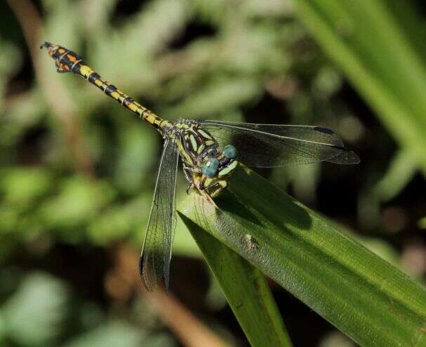 صورة Paragomphus cognatus (Rambur 1842)